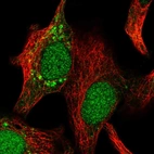Immunofluorescent staining of human cell line A549 shows localization to nucleoplasm & mitochondria.