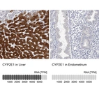 Anti-CYP2E1 Antibody