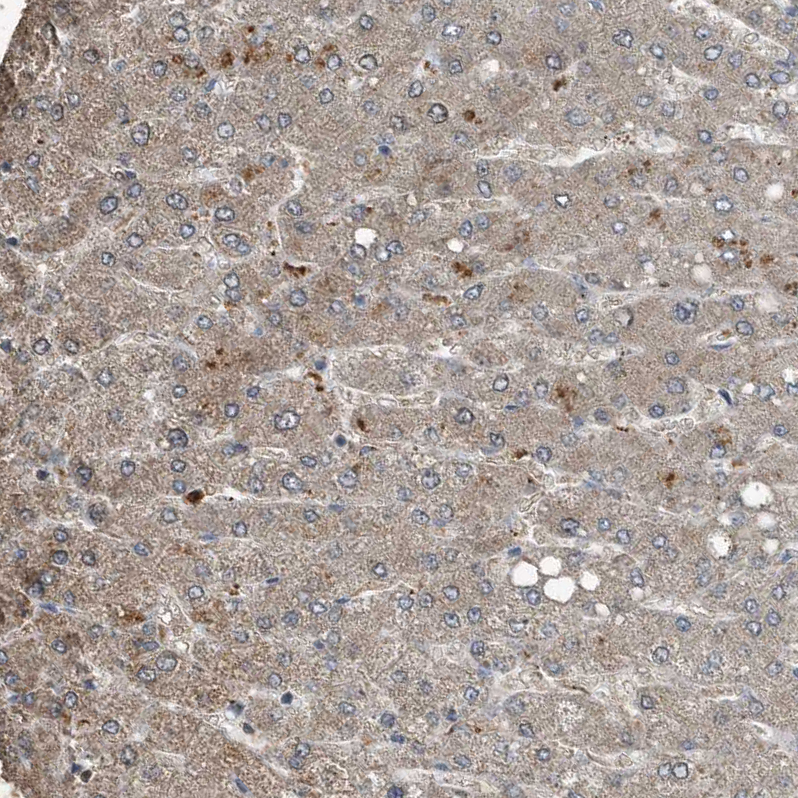 Anti-C9 Antibody