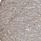 Anti-C9 Antibody
