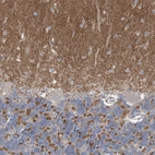 Immunohistochemical staining of human cerebellum shows strong positivity in neuropil.