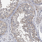 Immunohistochemical staining of human testis shows weak cytoplasmic positivity in cells in seminiferous ducts.