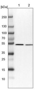 Lane 1: NIH-3T3 cell lysate (Mouse embryonic fibroblast cells)_br/_Lane 2: NBT-II cell lysate (Rat Wistar bladder tumour cells)