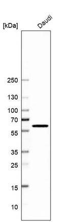 Western blot analysis in human cell line Daudi.