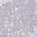 Immunohistochemical staining of human pancreas shows no positivity in exocrine glandular cells as expected.