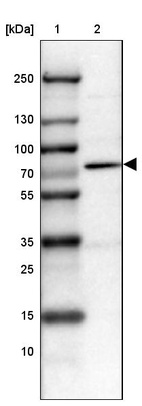 Lane 1: Marker [kDa] 250, 130, 100, 70, 55, 35, 25, 15, 10_br/_Lane 2: Human cell line HEL