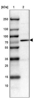 Lane 1: Marker [kDa] 250, 130, 100, 70, 55, 35, 25, 15, 10_br/_Lane 2: Human cell line HEL