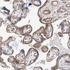 Immunohistochemical staining of human placenta shows strong membranous positivity in trophoblastic cells.