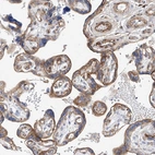 Immunohistochemical staining of human placenta shows strong membranous positivity in trophoblastic cells.