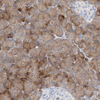 Immunohistochemical staining of human pancreas shows strong cytoplasmic positivity in exocrine glandular cells.
