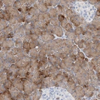 Immunohistochemical staining of human pancreas shows strong cytoplasmic positivity in exocrine glandular cells.