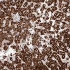 Anti-RNF217 Antibody