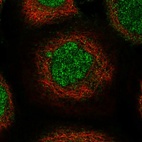 Immunofluorescent staining of human cell line A-431 shows localization to nucleoplasm & cytosol.