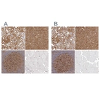 Immunohistochemical staining of human kidney, liver, lymph node and skeletal muscle using Anti-LAP3 antibody HPA029606 (A) shows similar protein distribution across tissues to independent antibody HPA029607 (B).