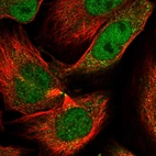 Immunofluorescent staining of human cell line U-251 MG shows localization to nucleoplasm, cytosol & midbody.