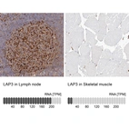 Anti-LAP3 Antibody