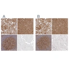 Immunohistochemical staining of human kidney, liver, lymph node and skeletal muscle using Anti-LAP3 antibody HPA029607 (A) shows similar protein distribution across tissues to independent antibody HPA029606 (B).