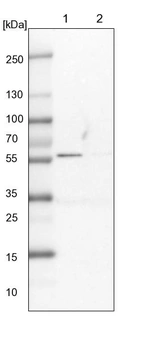 Lane 1: NIH-3T3 cell lysate (Mouse embryonic fibroblast cells)_br/_Lane 2: NBT-II cell lysate (Rat Wistar bladder tumour cells)