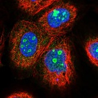 Immunofluorescent staining of human cell line A-431 shows localization to nucleus & nucleoli.