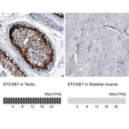 Anti-EFCAB7 Antibody