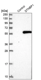 Western blot analysis in control (vector only transfected HEK293T lysate) and DTNBP1 over-expression lysate (Co-expressed with a C-terminal myc-DDK tag (~3.1 kDa) in mammalian HEK293T cells, LY403167).