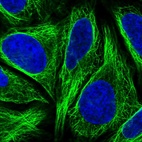Immunofluorescent staining of human cell line U-2 OS shows localization to microtubules.
