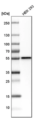 Western blot analysis in human cell line HEK 293.