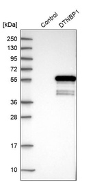 Western blot analysis in control (vector only transfected HEK293T lysate) and DTNBP1 over-expression lysate (Co-expressed with a C-terminal myc-DDK tag (~3.1 kDa) in mammalian HEK293T cells, LY403167).