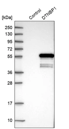 Western blot analysis in control (vector only transfected HEK293T lysate) and DTNBP1 over-expression lysate (Co-expressed with a C-terminal myc-DDK tag (~3.1 kDa) in mammalian HEK293T cells, LY403167).