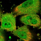 Immunofluorescent staining of human cell line U-251 MG shows localization to nucleoplasm & cytosol.