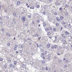 Immunohistochemical staining of human liver using Anti-SNAP91 antibody HPA029632.