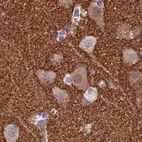 Immunohistochemical staining of human cerebral cortex using Anti-SNAP91 antibody HPA029633.