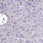 Immunohistochemical staining of human liver using Anti-SNAP91 antibody HPA029633.