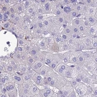 Immunohistochemical staining of human liver using Anti-SNAP91 antibody HPA029633.