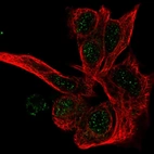 Immunofluorescent staining of human cell line Hep G2 shows localization to nucleus.