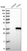 Anti-TYW3 Antibody