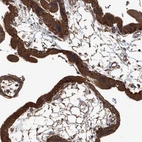 Anti-ANKRD34A Antibody