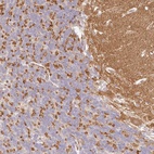 Anti-SYNGR1 Antibody