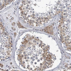 Immunohistochemical staining of human Testis shows moderate granular cytoplasmic positivity in cells in seminiferous ducts and leydig cells.