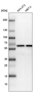 Western blot analysis in mouse cell line NIH-3T3 and rat cell line NBT-II.
