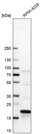 Western blot analysis in human cell line RPMI-8226.