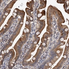 Immunohistochemical staining of human duodenum shows high expression.