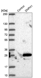 Western blot analysis in control (vector only transfected HEK293T lysate) and DNPH1 over-expression lysate (Co-expressed with a C-terminal myc-DDK tag (~3.1 kDa) in mammalian HEK293T cells, LY416630).