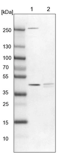 Lane 1: NIH-3T3 cell lysate (Mouse embryonic fibroblast cells)_br/_Lane 2: NBT-II cell lysate (Rat Wistar bladder tumour cells)