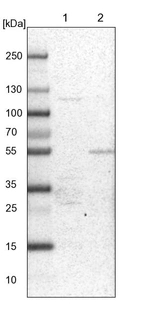 Lane 1: NIH-3T3 cell lysate (Mouse embryonic fibroblast cells)_br/_Lane 2: NBT-II cell lysate (Rat Wistar bladder tumour cells)