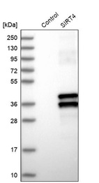 Western blot analysis in control (vector only transfected HEK293T lysate) and SIRT4 over-expression lysate (Co-expressed with a C-terminal myc-DDK tag (~3.1 kDa) in mammalian HEK293T cells, LY402175).