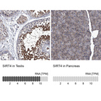 Anti-SIRT4 Antibody