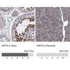 Anti-SIRT4 Antibody