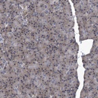 Immunohistochemical staining of human pancreas shows low expression as expected.