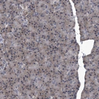 Immunohistochemical staining of human pancreas shows low expression as expected.
